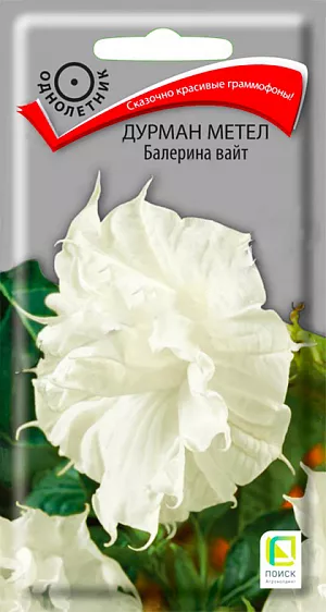 Сказочно красивые махровые «граммофоны» цветов. Многолетнее травянистое растение, выращиваемое как сезонный однолетник. Высота 50 см. Листья зеленые, сердцеобразные, с опушением. Крупные воронковидные цветы, белой окраски. Цветение обильное и продолжительное. Используют для клумб и в одиночных посадках как контейнерное растение.<br>
 <b><br>
 </b><b>Агротехника. </b>Предпочитает солнечные места и рыхлые питательные почвы. Посев семян производят в мае непосредственно на место. При температуре почвы +18°C всходы появляются через 14-20 дней. Расстояние между растениями 20-30 см. 