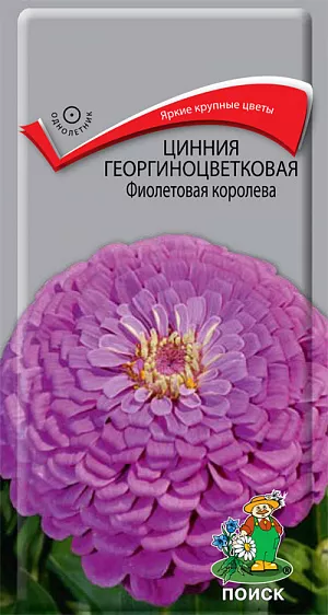 Семена Цинния Фиолетовая королева Георгиноцветковая.
Пышное и нарядное цветение. Растение мощное, ветвистое от основания, высотой до 80 см. Плотные, полушаровидные соцветия, диаметром до 8-10 см, фиолетовые. Цветет с июля по сентябрь. Используют для оформления цветников, рабаток и срезки. 
Агротехника. Растение предпочитает солнечное место, плодородные, рыхлые почвы. Любит обильный полив. Размножают посевом семян в апреле в рассадные ящики. Глубина заделки - 0,5 см. При температуре почвы +22-25°С всходы появляются на 7-10 день. Сеянцы пикируют в горшки. В открытый грунт рассаду высаживают в начале июня, выдерживая расстояние между растениями 30-35 см.
Семена соответствуют требованиям международных стандартов и ГОСТу РФ 12260-81.