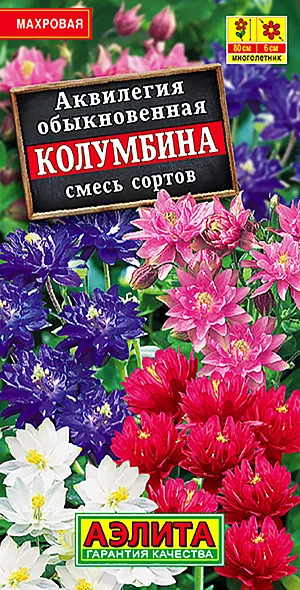 Семена Аквилегия Колумбина смесь окрасок.
Красивый многолетник с компактной формой куста, в пору цветения высотой 70 см. Махровые цветочки диаметром 5-6 см собраны в рыхлые метельчатые соцветия. Цветет в третьей декаде мая-июне, хорошо сочетается с папоротниками, ирисами, колокольчиками. Очень неприхотливое растение – холодостойкое, зимует без укрытия. Один из немногих многолетников, хорошо переносящих затенение. Для групп, миксбордеров, одиночной посадки вблизи мест отдыха, где можно в деталях рассмотреть уникальные цветки.
Агротехника. Посев в открытый грунт под зиму, в конце октября, либо весной стратифицированными семенами. Зацветает на второй год.