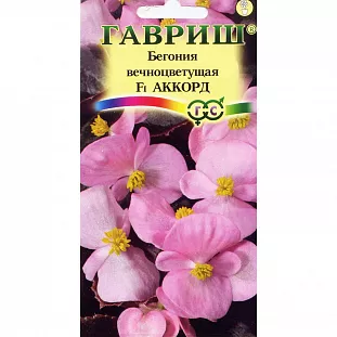 Бегония Аккорд вечноцветущая F1