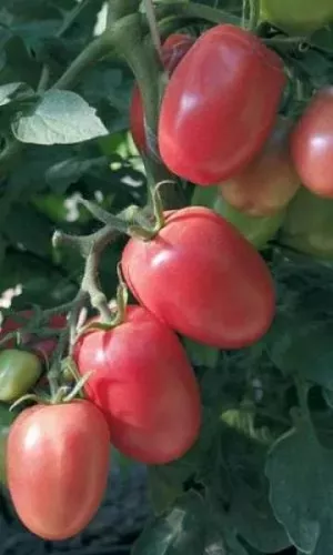 Семена Томат Новичок малиновый