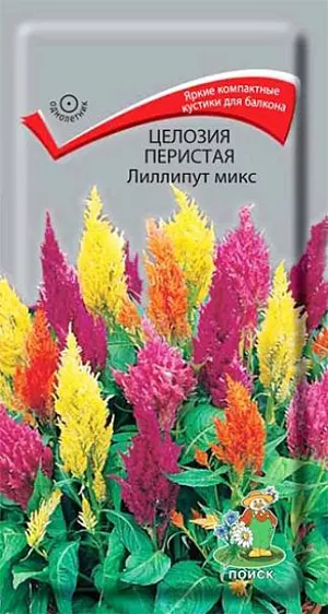 Семена Целозия Лиллипут микс перистая. <br>
 <br>
 Яркие плюмажные соцветия, прекрасно подходят для клумб. Растения компактные, высотой 35 см. Метельчатые соцветия кремовой, желтой, розовой, красной, карминной окраски. Используют для клумб, миксбордеров, балконных ящиков. Агротехника. Теплолюбивое и светолюбивое растение, достаточно засухоустойчивое. Хорошо растет на рыхлых плодородных почвах. <br>
 <br>
Семена высевают в марте в рассадные ящики. Глубина заделки семян 0,3 см. При температуре почвы +18-25°С всходы появляются через 14-20 дней. После появления первой пары настоящих листьев, сеянцы пикируют по одному. В грунт рассаду высаживают, когда минует угроза заморозков, выдерживая расстояние между растениями 30-50 см. Семена соответствуют требованиям международных стандартов и ГОСТу РФ 12260-81.
