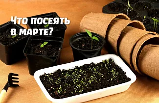 Что посеять в марте: подробный список что посадить и в какие сроки