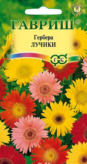 Семена Гербера Лучики.
Очень жизнерадостное и яркое многолетнее растение высотой до 50 см для выращивания в комнатных условиях или на балконе.
Образует укороченные стебли с розетками прикорневых удлиненных листьев над которыми возвышаются опушенные цветоносы с нарядными корзинками ромашковидных соцветий. 
Гербера очень светолюбива и теплолюбива, предпочитает слабокислые почвы, регулярный умеренный полив в период активного роста и цветения. 
Семена высевают в смесь из дерновой, листовой и перегнойной земли (2:1:1) с добавлением песка и регулярно увлажняют посевы. 
Всходы первый раз пикируют в фазе 2-3 настоящих листьев в ящики, а второй раз, в фазе 4-5 листьев, в отдельные горшки.
Через месяц после последней пикировки растения удобряют миниральным удобрением с полным набором микроэлементов. 
Дальнейшие подкормки благотворно влияют на продолжительность цветения. От посева до цветения проходит до 10-11 месяцев. 
Зимой температуру содержания снижают до 10-12°С, устанавливают ограниченный полив, цветение прекращается и у герберы наступает период покоя.