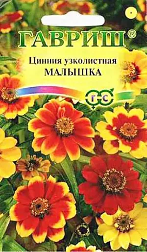 Семена Цинния Малышка<br>
 <br>
 Однолетние, прямостоячие, хорошо разветвленные растения высотой до до 40 см, листья сидячие, удлиненные или ланцетовидные. Соцветия, простые или полумахровые, размером до 4 см, разнообразных окрасок. Цветет все лето, с июня до заморозков. Каждый цветок держится на растении до 35 дней Циннии очень теплолюбивые, боятся заморозков. Предпочитают плодородную почву на открытых солнечных местах. Отзывчивы на полив, при длительной засухе соцветия мельчают. Посев на рассаду в апреле, на глубину 1 см. Высадка растений в цветник производится после окончания весенних заморозков через 30-35 см. Используют в клумбах, рабатках, больших массивах и для срезки. В воде цветы стоят долго, сохраняя яркость окраски, при этом концы стеблей обжигают или обрезают в горячей воде. Подвядшему букету цинний можно вернуть свежесть, поместив его в горячую воду и предварительно обновив нижний косой срез.<br>