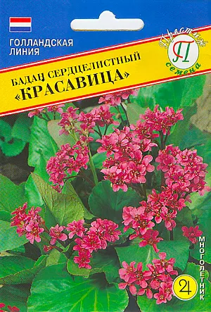 Семена Бадан сердцелистный Красавица (РС-1) из каталога Разные Семена Бадан сердцелистный Красавица.
Декоративный вечно зелёный многолетник. Высота растения 50-60 см. «Красавица» рано зацветает, цветки красного цвета. Бадан широко используется при одиночных и групповых посадках, имитирующих естественный ландшафт, в миксбордерах и рокариях, как фон для других цветов. Хорошо сочетается в посадках с лилейниками, аквилегиями, астильбами, ирисами, верониками, геранью, папоротниками, осокой, бальзаминами. Посев осуществляют в мае-июне в рассадные ящики. Семена равномерно распределяют по поверхности влажного компоста, не заделывают, накрывают стеклом или прозрачной пленкой для поддержания влажности. При температуре около 24 градусов семена прорастают 4 недели. После прорастания пленку или стекло убирают. В дальнейшем выращивают на свету,но избегая попадания прямых солнечных лучей. После появления 1-2 пары настоящих листочков сеянцы пикируют в отдельные горшочки или ящики с шагом 10- 15 см. На постоянное место подросшие растения рекомендуется высаживать с середины лета второго года жизни на расстоянии 30-40 см друг от друга. Бадан предпочитает хорошо дренированные почвы. Требует регулярных поливов. Хорошо растут на светлых, полутенистых и тенистых местах. На открытом солнечном месте пышно не разрастается. Весной лучше обрезать кусты от перезимовавших листьев.