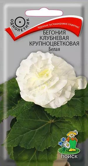 Семена Бегония клубневая крупноцветковая Белая из каталога Бегонии <div>
Семена Бегония клубневая крупноцветковая Белая.
</div>
Крупные густомахровые соцветия! Растение высотой до 30-35 см., мощные, с толстыми побегами. Размер цветка 8-9 см. Цветение обильное. Цветы крупные камелиевидные, густомахровые, белые. Выращивание в полутени, но при обильном регулярном поливе можно размещать и на солнечном месте. Превосходно подходит для выращивания в горшках, контейнерах и в открытом грунте.<br>
<br>
<b> Агротехника.</b> Растения предпочитают светлые места и хорошо проветриваемые помещения. Почву держат постоянно влажной. После цветения полив постепенно уменьшают до полного подсыхания надземной части, которую удаляют. Растение ставят в сухое прохладное место на 2-2,5 месяца, очень редко увлажняют. Легко размножается семенами. Сеют в январе-феврале. На почву насыпают слой прокаленного песка толщиной 3 мм., выравнивают и хорошо увлажняют его. Семена не присыпают. Посадочную емкость накрывают стеклом и ставят в освещенное теплое место. Поливают мягкой водой из опрыскивателя. Первая пикировка в фазе 3-х листьев, вторая – через 2 месяца. <br>
Семена соответствуют требованиям международных стандартов и ГОСТу РФ 12260-81