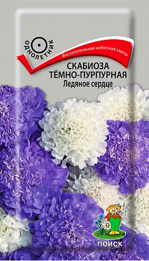 Семена Скабиоза тёмно-пурпурная Ледяное сердце.
Восхитительная смесь из белых и лавандово-голубых соцветий. Стебли прямые, ветвистые, 80-90 см высотой. Пушистые крупные соцветия, диаметром до 6 см, на длинных цветоносах. Цветет с июля по октябрь. Используют в группах, рабатках, миксбордерах и на срезку. Срезанные цветы сохраняются в воде 5-7 дней.
Агротехника. Растение светолюбивое, холодо- и засухоустойчивое. Предпочитает плодородные, легкие почвы богатые перегноем. Полив умеренный. Посев производят в конце марта - начале апреля в рассадные ящики. При температуре почвы +16-18°С всходы появляются через 8-14 дней. Сеянцы пикируют и в начале июня высаживают на постоянное место, выдерживая расстояние между растениями 25-30 см. Можно сеять в открытый грунт на постоянное место в начале мая. Семена соответствуют требованиям международных стандартов и ГОСТу РФ 12260-81.