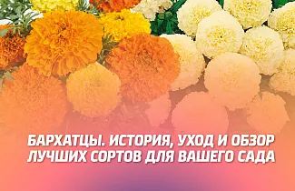 БАРХАТЦЫ. ИСТОРИЯ, УХОД И ОБЗОР ЛУЧШИХ СОРТОВ ДЛЯ ВАШЕГО САДА.