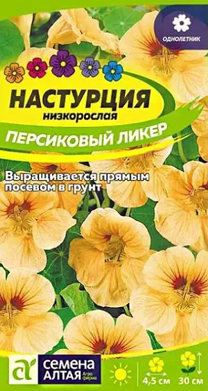 Семена Настурция Персиковый Ликер<br>
 <br>
 Великолепный компактный однолетник: прекрасная форма, яркое цветение. Формирует шарообразный куст высотой до 30 см. Цветки полумахровые крупные, диаметром 4-4,5 см, кремово-желтой окраски с красными мазками, расположены поверх щитовидных листьев. Выращивается в контейнерах и вазонах, в смешанных посадках на газонах и бордюрах, используется для оформления переднего плана цветников, балконов. Органично впишется в различные садовые композиции, придаст яркий акцент любому уголку сада. Тепло- и светолюбивое растение, не выносит даже лёгких заморозков. Предпочитает солнечные или слегка затененные участки на умеренно плодородных влажных почвах без избытка органических удобрений. <br>