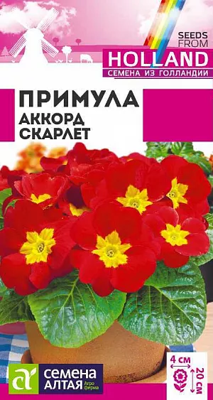 Примула Аккорд Скарлет

Морозостойкий травянистый двулетник среднераннего срока цветения. Идеально подходит для выращивания в горшечной культуре. Высота растения в горшке 10-15 см, в открытом грунте – 15-20 см. Ширина кустика 15-20 см. Розетка продолговатых светло-зеленых морщинистых листьев служит великолепным фоном. Очаровательные цветки достаточно крупные, в диаметре около 4 см. Групповые посадки из примул отлично смотрятся на каменистых горках, в бордюрах, миксбордерах и рабатках. Эффектно выглядят под деревьями и кустарниками. Зимостойкое растение. Предпочитает затененные участки с легкими питательными, хорошо дренированными почвами, свободными от сорняков. Для зацветания в первый год семена на рассаду высевают в январе, при двулетнем цикле выращивания – с мая по июль. Сеют, не заделывая, а слегка вдавливая семена в субстрат, помещают в пакет и стратифицируют 3-4 недели (влажная почва, температура 0…+2°С), затем помещают в темное место. При температуре +16-18°С всходы появляются через 18-25 дней, их переносят на свет, но от яркого солнца притеняют. В открытый грунт лучше сеять под зиму, посадочный интервал – 10-15 см. Для выращивания в качестве комнатного растения семена высевают в январе, пикируют в марте-апреле, обеспечив хороший дренаж.