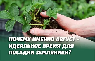 Сажаем саженцы земляники в августе