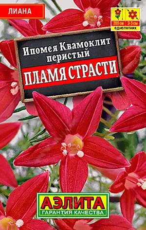 Семена Ипомея Квамоклит Пламя страсти. Редкий вид ипомеи с экзотическими перистыми листьями и ярко-красными цветками. Растения неприхотливые, засухоустойчивые, растут быстро. Украсят беседки, арки, заборы
