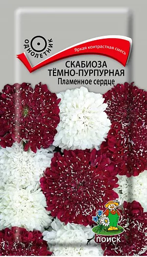 Семена Скабиоза Тёмно-пурпурная Пламенное сердце.
Яркая контрастная смесь. Стебли прямые, ветвистые, 50-90 см высотой. Пушистые крупные соцветия, диаметром до 6 см, на длинных цветоносах. Соцветия белые и красные. Цветет с июля по октябрь. Используют в группах, рабатках, миксбордерах и на срезку. Срезанные цветы сохраняются в воде 5-7 дней.
Агротехника. Растение светолюбивое, холодо- и засухоустойчивое. Предпочитает плодородные, легкие почвы богатые перегноем. Полив умеренный.Посев производят в конце марта - начале апреля в рассадные ящики. При температуре почвы +16-18?С всходы появляются через 8-14 дней. Сеянцы пикируют и в начале июня высаживают на постоянное место, выдерживая расстояние между растениями 25-30 см. Можно сеять в открытый грунт на постоянное место в начале мая.
Семена соответствуют требованиям международных стандартов и ГОСТу РФ 12260-81.