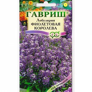 Лобулярия Фиолетовая Королева Лобулярия Фиолетовая Королева