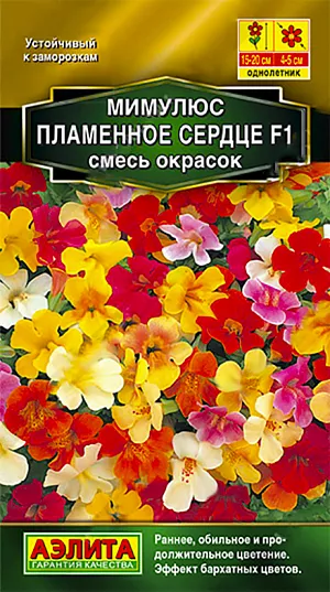 Семена Мимулюс Пламенное сердце F1, смесь окрасок.
<p>
 Холодостойкое, обильноцветущее растение с бархатистыми крупными цветками (диаметр 4-5 см).  Гетерозисные  гибриды  серии ПЛАМЯ F1 характеризуются компактными кустиками (высотой 15-20 см), обильным цветением, коротким периодом от посева до начала бутонизации (5-6 недель), и устойчивостью<br>
 к небольшим заморозкам до –4°С. Первая волна цветения – июнь-июль. В середине лета растения коротко обрезают, и вскоре начинается вторая волна цветения, обычно обильнее и продолжительнее первой. Мимулюсы хорошо растут на солнечных местах и в полутени. Отлично смотрятся на клумбах,<br>
 в контейнерах и балконных ящиках.<br>
</p>
<p>
 Посев на рассаду весной, поверхностно, под стекло. Семена прорастают на свету! Всходы появляются на 4-8 день. Пикировка через 2-3 недели, высадка рассады в открытый грунт в мае. Для лучшего кущения растения прищипывают Предпочитают рыхлые, питательные, влажные почвы.
</p>