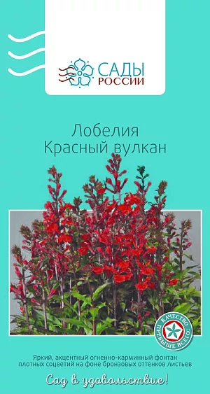 Семена Лобелия Красный вулкан 5шт из каталога Лобелия Лобелия Красный вулкан
Яркий, акцентный огненно-карминно-красный фонтан плотных соцветий на фоне оранжевых и бронзовых оттенков листьев эффектно смотрится как в одиночных посадках, так и в групповых композициях. Растения выравненные, хорошо разветвленные, с прочными устойчивыми цветоносами.