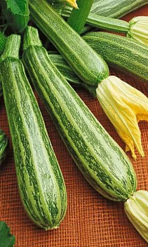 Семена Кабачок Куанд - цуккини Семена Кабачок Куанд - цуккини