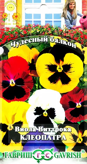 Семена Виола Клеопатра Виттрока из каталога Виола Семена Виола Клеопатра Виттрока.
Это жизнерадостное двулетнее растение высотой 15-20 см, выращивают как однолетник.
Виолы- одни из самых раннецветущих растений, используемых для весеннего оформления солнечных и полутенистых балконов.
Отличается крупными, до 5-6 см в диаметре, цветками, яркими насыщенными тонами и длительным цветением с мая по сентябрь.
Растения влаголюбивые, холодостойкие. Для получения растений, цветущих в год посева, семена высевают на рассаду в феврале-марте.
Всходы появляются через 5-7 дней. В балконные ящики рассаду высаживают в конце апреля-начале мая на расстоянии 10-15 см.
Для непрерывного цветения виол регулярно удаляют увядшие цветки.
