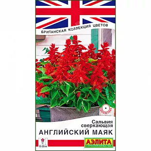Сальвия сверкающая Английский маяк Сальвия сверкающая Английский маяк
