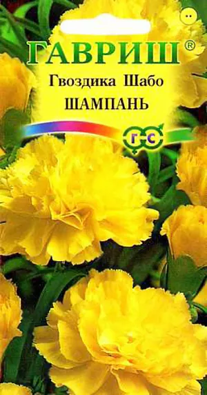 Гвоздика Шабо Шампань из каталога Гвоздика Семена Гвоздика Шабо Шампань.
Растения высотой 50 см, прямостоячие. Цветки душистые махровые, размером 4-6 см, золотисто-желтые.
На одном растении формируется за сезон до 20 цветков.
Семена в январе-начале февраля сеют в ящики, а в мае высаживают на постоянное место. Расстояния между растениями 30 см.
Довольно холодостойка. Хорошо растет на открытых солнечных местах, на суглинистых, плодородных, достаточно влажных, но не сырых почвах. Чтобы продлить цветение, после первых заморозков гвоздику выкапывают, сажают в горшки и помещают в прохладные, светлые помещения.
Используют на срезку, как осеннюю горшечную культуру, для посадки на клумбах и рабатках.