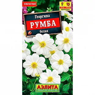 Георгина Румба белая