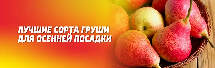 ЛУЧШИЕ СОРТА ГРУШИ ДЛЯ ОСЕННЕЙ ПОСАДКИ ЛУЧШИЕ СОРТА ГРУШИ ДЛЯ ОСЕННЕЙ ПОСАДКИ