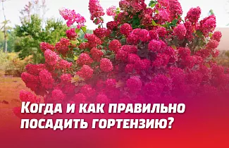 КОГДА И КАК ПРАВИЛЬНО ПОСАДИТЬ ГОРТЕНЗИЮ. ЛУЧШИЕ СОРТА ДЛЯ ВЕСЕННЕЙ ПОСАДКИ