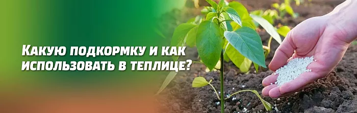 КАКУЮ ПОДКОРМКУ И КАК ИСПОЛЬЗОВАТЬ ДЛЯ РАЗЛИЧНЫХ РАСТЕНИЙ В ТЕПЛИЦЕ 