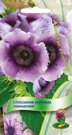Семена Глоксиния Харизма лавандовая.
При благоприятных условиях одновременно появляется до 20 бутонов на одном растении. Уникальная окраска - нежно-лавандовая с фиолетовым зевом и темными крапинками. Хорошо растет в достаточно освещенных местах, но без прямых солнечных лучей. Полив постоянный, обильный, избегая попадания воды на листья и цветки, лучше применять полив в поддон. Почвенная смесь: листовая, торфяная земля, сфагнум, песок в отношении 1:1:1:1. После цветения у растения наступает период покоя. Посев производят в январе-феврале, землей семена не присыпают, для поддержания постоянной влажности накрывают стеклом или пленкой. При температуре почвы +18-20°С всходы появляются через 14-20 дней. Через месяц сеянцы пикируют, а затем пересаживают в горшки. Растения, полученные из семян, зацветают через 6-7 месяцев.