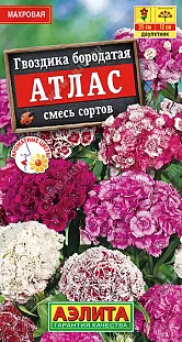 Гвоздика Атлас турецкая махровая, смесь сортов Гвоздика Атлас турецкая махровая, смесь сортов