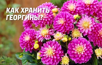 Как выкапывать георгины и хранить их зимой, чтобы они зацвели летом Как выкапывать георгины и хранить их зимой, чтобы они зацвели летом