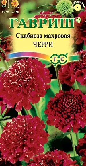 Крупноцветковая скабиоза - неприхотливое однолетнее растение из семейства Ворсянковых. Стебель прямой, разветвляющийся, высотой до 90 см. Прикорневые листья ланцетно-овальные, крупнозубчатые, стеблевые – супротивные, перисто-раздельные. Мелкие цветки собраны в головчатые соцветия диаметром 5-6 см. Соцветия густо- красные, махровые, на длинных прочных цветоносах, что особенно ценно для цветочных аранжировок. Предпочитает солнечнее места с плодородной рыхлой почвой. Размножают семенами: посев на рассаду — в феврале-марте; в открытый грунт — в апреле-мае, выдерживая расстояние между растениями 35-40 см. Идеально подходит для клумб, рабаток. В срезке стоит очень долго. Отлично переносит пересадку даже в цветущем состоянии.
