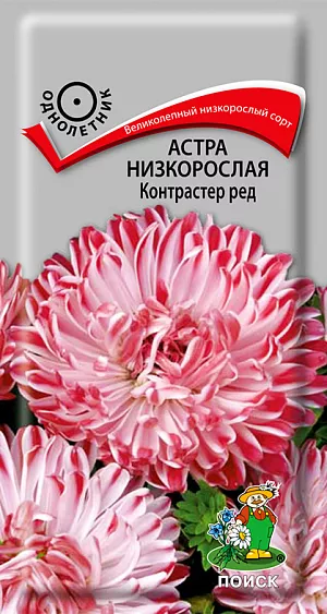 Семена Астра Контрастер Ред низкорослая. Великолепный низкорослый сорт с оригинальными полосатыми цветами. Растение компактное высотой около 25 см, с большим количеством боковых побегов. Соцветия плоскоокруглые, красные с белыми полосами. Цветет обильно с июля до морозов. Используют в сборных цветниках, на рабатках, для бордюров и мини букетов.<br>
 <br>
 <br>
Растение предпочитает открытое солнечное место, но выносит и полутень. Лучше растет на легких, плодородных почвах. Не переносит внесения органических удобрений в год посадки. Семена высевают с середины марта по апрель. Глубина заделки семян 0,5 см. При температуре +20°C всходы появляются на 7-14 день. Через 3-4 недели посевы пикируют и выращивают при температуре 12-15°C. В грунт рассаду высаживают во второй половине мая, расстояние между растениями 20 см.