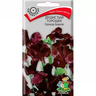 Душистый горошек Спенсер божоле