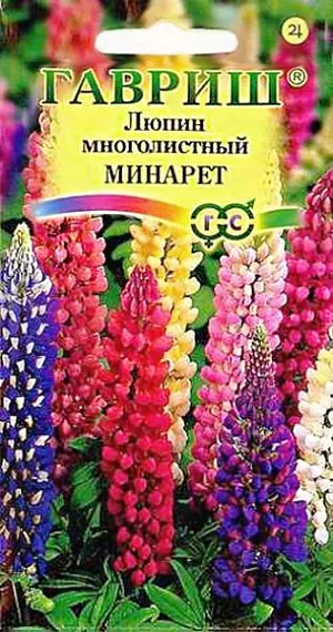 Семена Люпин многолистный Минарет.
Многолетнее растение высотой около 50 см. Стебли прямые, прочные. Листья пальчатые, на длинных черешках. 
Цветки разнообразной окраски, собраны в многоцветковые кистевидные соцветия до 30 см длиной.
Цветет в июне 20-30 дней, если удалять отцветающие соцветия — вторично в августе. 
Размножают семенами и вегетативно. Посев в грунт в апреле, как только стает снег, на подготовленное с осени место. 
Однако лучший способ посева семян — под зиму в конце октября-начале ноября, после первого заморозка. 
Глубина заделки 2 см. Сверху посевы присыпают небольшим слоем торфа. Весной после таяния снега семена дружно всходят, и растения зацветают в августе того же года. Используют в одиночных и групповых посадках с другими многолетниками в миксбордерах, высаживают группами на газоне.
Эффектны в букетах, но стоят недолго.