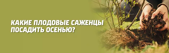 КАКИЕ ПЛОДОВЫЕ САЖЕНЦЫ ПОСАДИТЬ ОСЕНЬЮ
