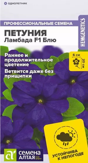 Семена Петуния Ламбада Блю F1 из каталога Петуния Семена Петуния Ламбада Блю F1.<br>
<br>
Многоцветковая петуния, устойчивая к ветру, похолоданию и дождю, быстро восстанавливается после повреждений. Характеризуется ранним и длительным цветением: новые цветоносы формируются в течение всего сезона. Хорошо ветвится даже без прищипки. Цветки среднего размера, глубокой сине-фиолетовой окраски. Хорошо подходит для вазонов, балконных ящиков, выращивания в клумбах, бордюрах и контейнерах.<br>
<br>
Высота растения: 20 см. Ширина растения: 20-25 см. Диаметр цветка: 5,5-6 см. Условия выращивания, место посадки: солнечные участки. Требования к грунту: питательный легкий грунт, от слабокислого до нейтрального.<br>
<br>
Способы выращивания: рассадный. Время посева на рассаду: февраль-март.<br>
<br>
Способ посева: семена высевают на уплотненное ложе замоченных торфяных таблеток или увлажненного грунта, не заделывая. Драже увлажняют теплой водой до размягчения. Емкость накрывают прозрачной крышкой или пленкой до появления первых всходов, периодически проветривают. Обеспечивают досветку посевов не менее 10-12 часов в сутки и температуру 18-20°С<br>
Время до появления всходов: 3-5 дней<br>
Перевалка: производится через 4-5 недели от всходов. Объем индивидуальных емкостей не менее 0,5 л. При прорастании корней через дренажные отверстия перевалка в больший объем грунта. Диаметр окончательной емкости для взрослого растения не менее 20-25 см<br>
Время высадки в открытый грунт: май-июнь, не менее 6-8 недель от посева<br>
Посадочное расстояние: 20-25 см<br>
Период цветения: май-сентябрь, 10-12 неделя от посева, в условиях длинного светового дня цветение наступает на 1-2 недели быстрее<br>
Уход: для стимуляции более активного ветвления можно произвести прищипывание над 8-9 настоящим листом. Первую подкормку проводят через 10-14 дней от появления всходов комплексным минеральным удобрением, далее – 1 раз в 7 дней. В начале бутонизации из подкормок убирают азот.<br>
<br>
<b>Внимание!</b> Семена дражированные, оболочку не разрушать, она растворяется при поливе!