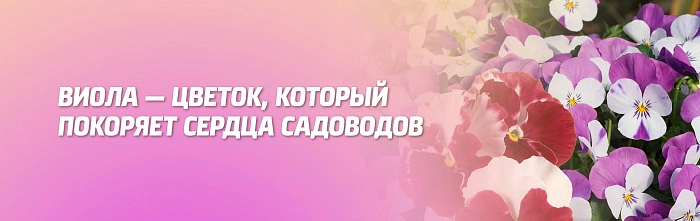 ВИОЛА – ЦВЕТОК, КОТОРЫЙ ПОКОРЯЕТ СЕРДЦА САДОВОДОВ.