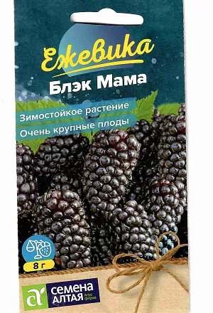 Ежевика крупноплодная Блэк Мама Ежевика крупноплодная Блэк Мама