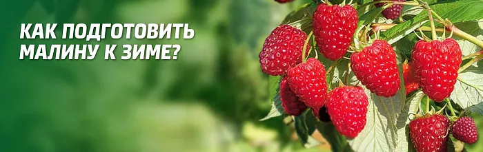Как обрезать малину к зиме Как обрезать малину к зиме