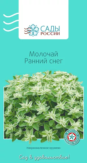 Молочай Ранний снег

Одна из самых популярных декоративных культур. Вся ценность и красота растения в необычной окраске верхних листьев. В период цветения их края белеют, а сами листья напоминают диковинный цветок. Теплолюбив. Работать с молочаем необходимо в перчатках.