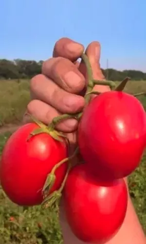 Семена Томат непасынкующийся Сливовидный