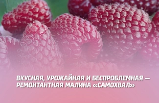 ВКУСНАЯ, УРОЖАЙНАЯ И БЕСПРОБЛЕМНАЯ: РЕМОНТАНТНАЯ МАЛИНА ''САМОХВАЛ'