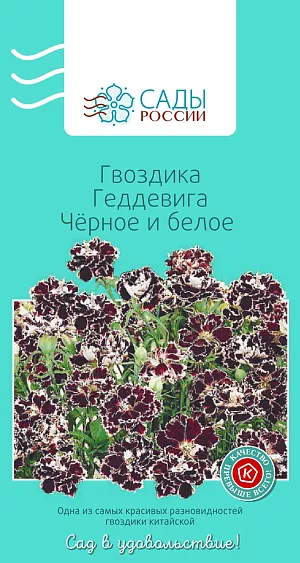 Гвоздика Геддевига Чёрное и белое

Цветки крупные махровые с контрастной окраской лепестков жгучих до черноты оттенков цвета спелой вишни с тонкой жемчужно-белой каймой по зубчатому краю и такой же белой изнанкой. Теплолюбива, но достаточно холодостойка. Рассаду высаживают в грунт, когда минует угроза возвратных заморозков.