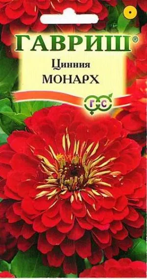 Семена Цинния Монарх.
Неприхотливое однолетнее растение семейства Сложноцветные высотой до 90 см.
Соцветия георгиновидные, карминно-красные, красиво уложенные, сидят на прямых прочных стеблях. 
Цветение обильное и продолжительное, с июня до заморозков. Каждый цветок держится на растении до 30-35 дней. 
Циннии светолюбивы, засухоустойчивы и теплолюбивы, боятся заморозков. 
Выращивают прямым посевом в грунт в мае или рассадным способом, высевая в апреле. Всходы появляются через 4-6 дней. 
В начале июня растения высаживают на расстоянии 25-30 см. Используется для озеленения.
В срезке долго сохраняет декоративные качества и краски. Предварительно концы стеблей обжигают или обрезают в горячей воде. 
Подвядшему букету цинний можно вернуть свежесть, поместив его в горячую воду и предварительно обновив нижний косой срез.