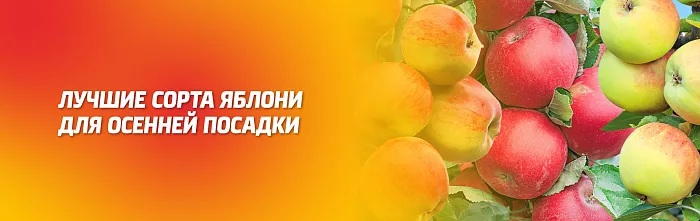 ЛУЧШИЕ СОРТА ЯБЛОНИ ДЛЯ ОСЕННЕЙ ПОСАДКИ, КАК ПОСАДИТЬ И КАК УХАЖИВАТЬ ЛУЧШИЕ СОРТА ЯБЛОНИ ДЛЯ ОСЕННЕЙ ПОСАДКИ, КАК ПОСАДИТЬ И КАК УХАЖИВАТЬ