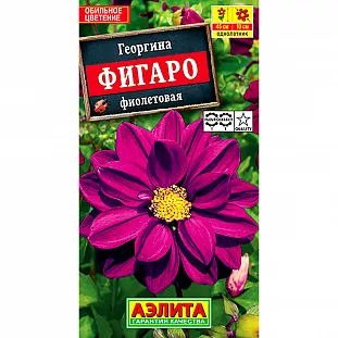 Георгина Фигаро Махровая фиолетовая