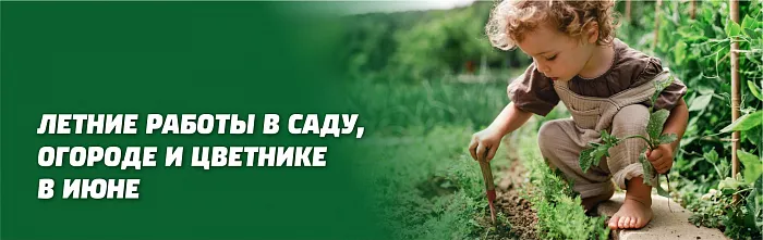 ЛЕТНИЕ РАБОТЫ В САДУ, ОГОРОДЕ И ЦВЕТНИКЕ В ИЮНЕ ЛЕТНИЕ РАБОТЫ В САДУ, ОГОРОДЕ И ЦВЕТНИКЕ В ИЮНЕ