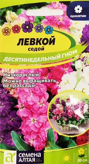Семена Левкой Гном седой десятинедельный.<br>
 <br>
 Декоративно-цветущий светолюбивый летник высотой 30 см. Крупные махровые цветки собраны в густые кисти, белые, розовые, малиновые, или кремовые. Цветение продолжается с июня по август. Для ярких цветников, букетов и смешанных рабаток.<br>
 <br>
 Выращивают через рассаду - с конца февраля для более раннего цветения. Также можно высевать семена непосредственно в грунт ранней весной или под зиму. Растение светолюбивое, холодостойкое, предпочитает дренированные, удобренные почвы на солнечных участках. Для продления сезона можно производить посев в несколько сроков с интервалом в 3 недели.<br>